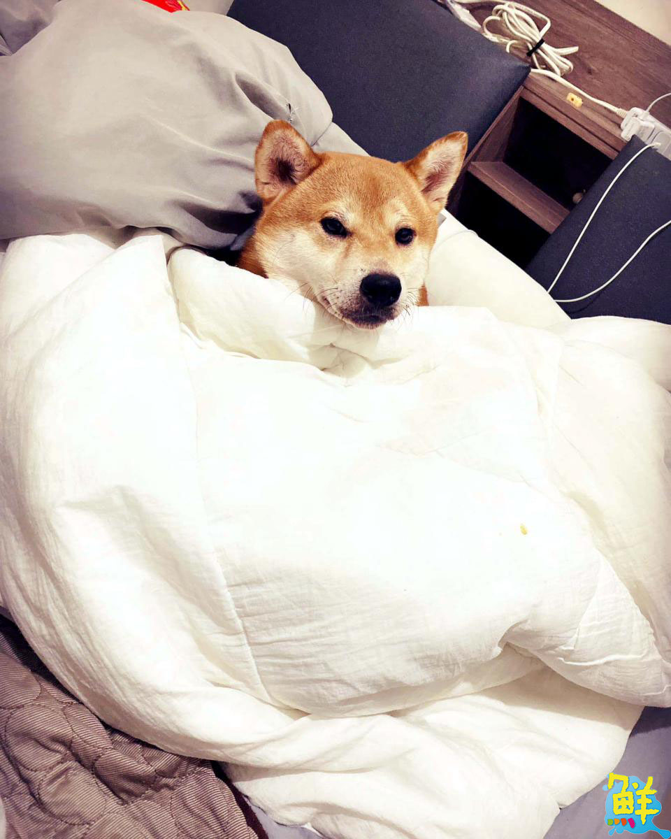 鳳山夜貓族首選 柴柴啃吐司 堅持手作ㄟ好滋味 用美食陪您High翻夜生活