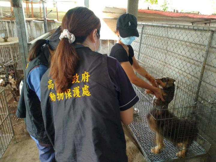 農業局稽查涉走私品種貓寵物業者繁殖場 未發現違動保法相關情事