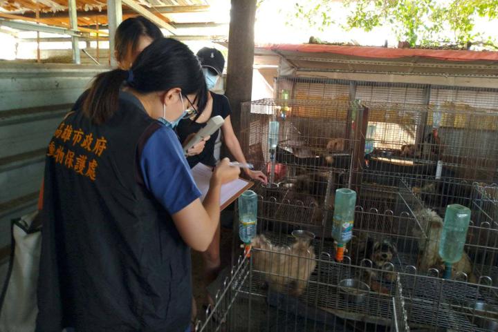 農業局稽查涉走私品種貓寵物業者繁殖場 未發現違動保法相關情事