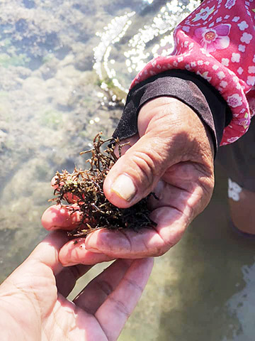 【第212期】在地人激推「私房秘境」全攻略!帶你暢遊恆春萬里桐