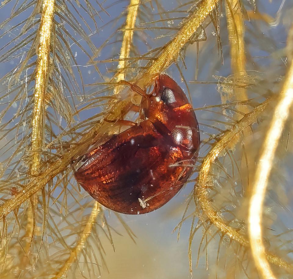 中山大學生科系費卡契攜手丹麥、德國等地6學者 領先全球推論遠古牙蟲游泳演化