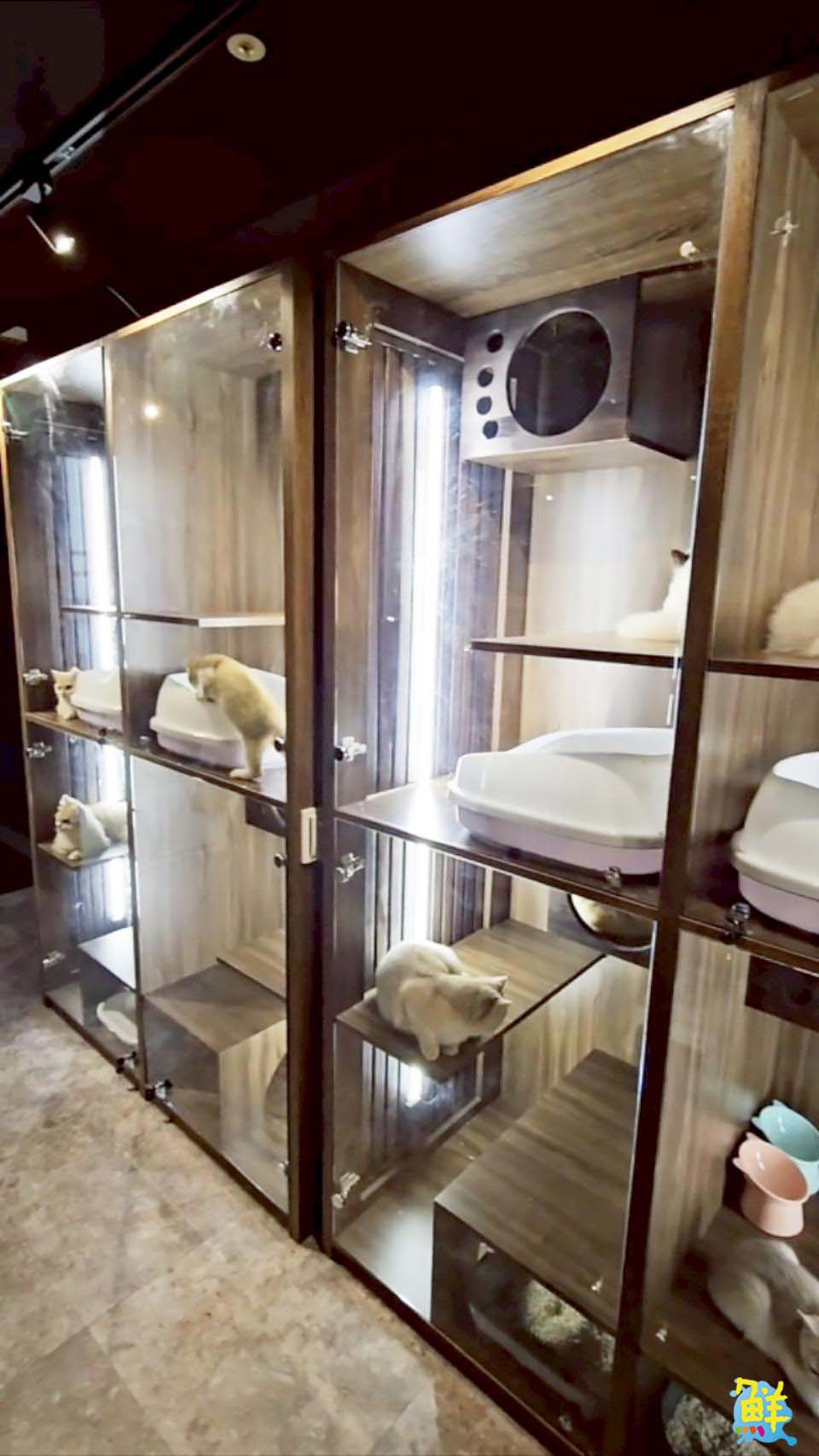 可愛爆擊!高雄超夯貓咖 貓癮貓坊 只要300元入場費 即可享受嚕貓樂趣