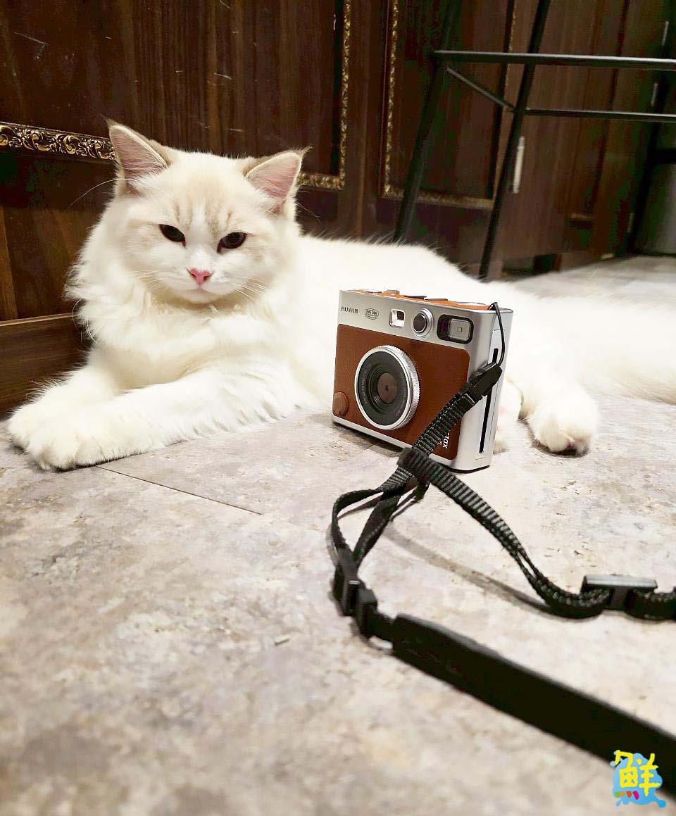 可愛爆擊!高雄超夯貓咖 貓癮貓坊 只要300元入場費 即可享受嚕貓樂趣