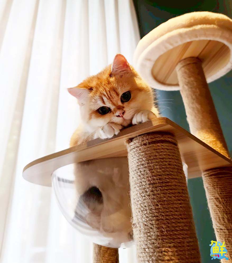 可愛爆擊!高雄超夯貓咖 貓癮貓坊 只要300元入場費 即可享受嚕貓樂趣