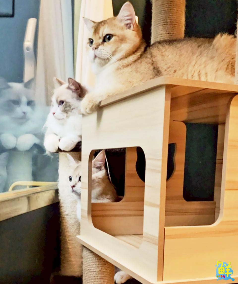 可愛爆擊!高雄超夯貓咖 貓癮貓坊 只要300元入場費 即可享受嚕貓樂趣