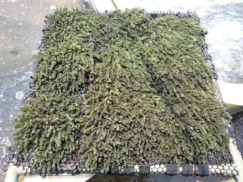 國海院攜手水試所擇定台南市七股區試種藻類 開發高值化產品測試碳封存效益