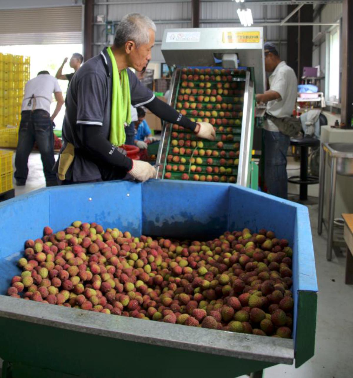 高雄大樹鳳荔文化觀光季起跑 果樹產銷21班班長尤惠璋品質奪冠