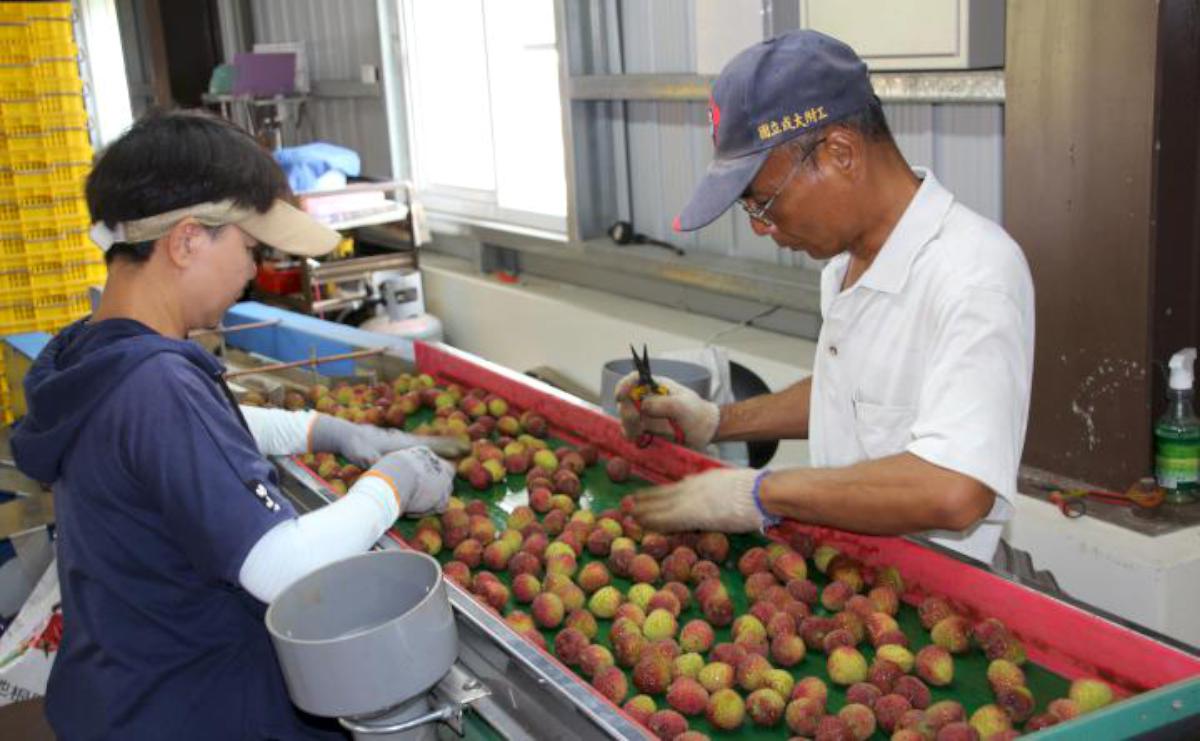 高雄大樹鳳荔文化觀光季起跑 果樹產銷21班班長尤惠璋品質奪冠