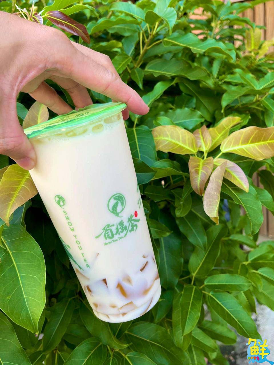 親民口碑飲品 首搖茶SHOW YOU TEA 與您分享杯杯現泡好茶