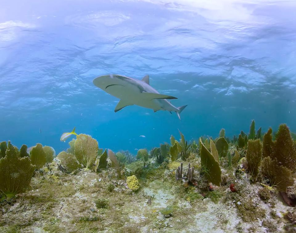 高市駁二VR體感劇院攜手法國在台協會 推VR限時放映與體驗活動開放預約報名