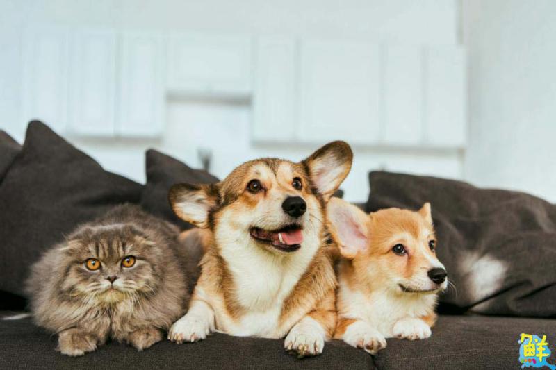 讓毛寶貝吃的好吃的巧!Petlife寵物食品讓營養更升級