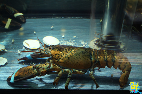 全台獨家!錵鑶唯一鍋物