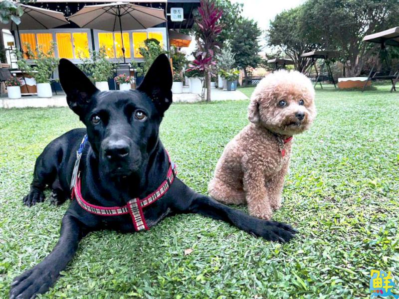 鳥松庭園咖啡廳巷左轉 親子‧閨密.萌寵的最愛
