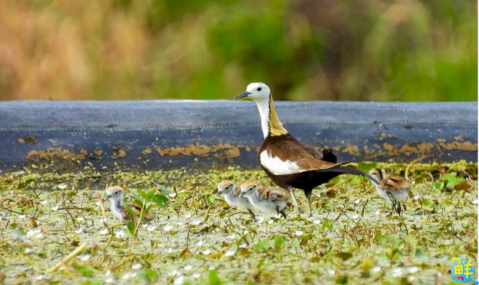 高市客委會榮獲「天下城市治理卓越獎」環保組優選 推動水雉復育與生態農業