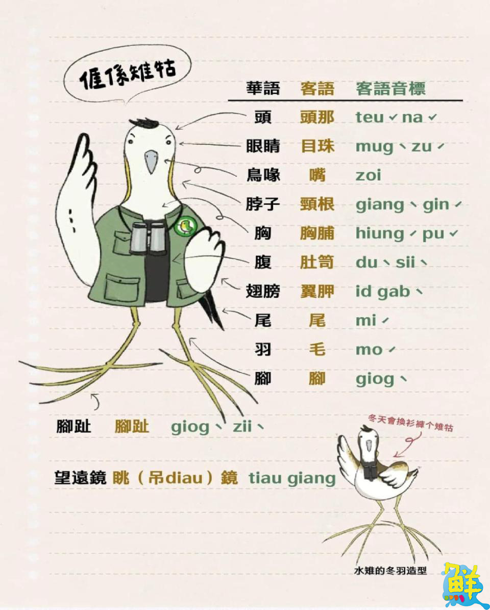 高市客委會榮獲「天下城市治理卓越獎」環保組優選 推動水雉復育與生態農業