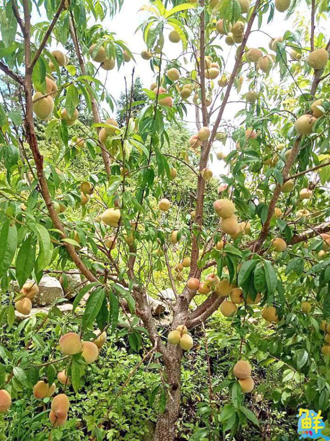【第264期】唷吼!探訪阿里山得天獨厚的天然美景 晨曦日出、星空漫漫 盡收眼底