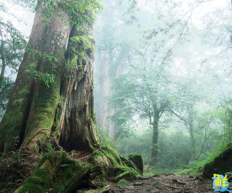 【第264期】唷吼!探訪阿里山得天獨厚的天然美景 晨曦日出、星空漫漫 盡收眼底