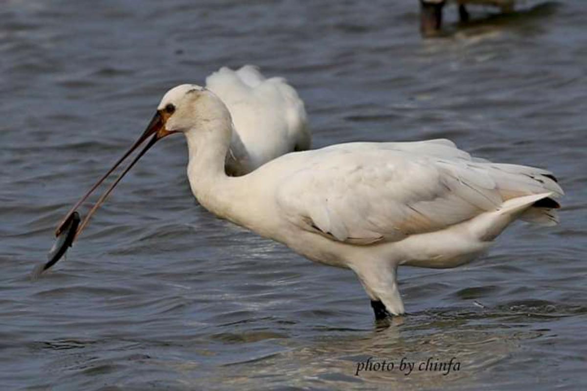 黑面琵鷺白面琵鷺 相約現身茄萣濕地