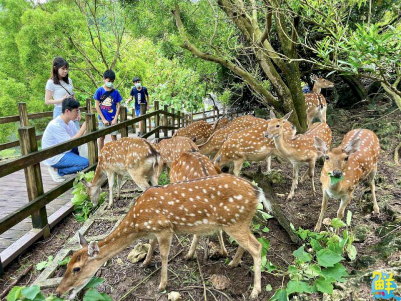 幸運兒是不是你呢?壽山動物園將迎第100萬名遊客 送出日本熊本來回機票