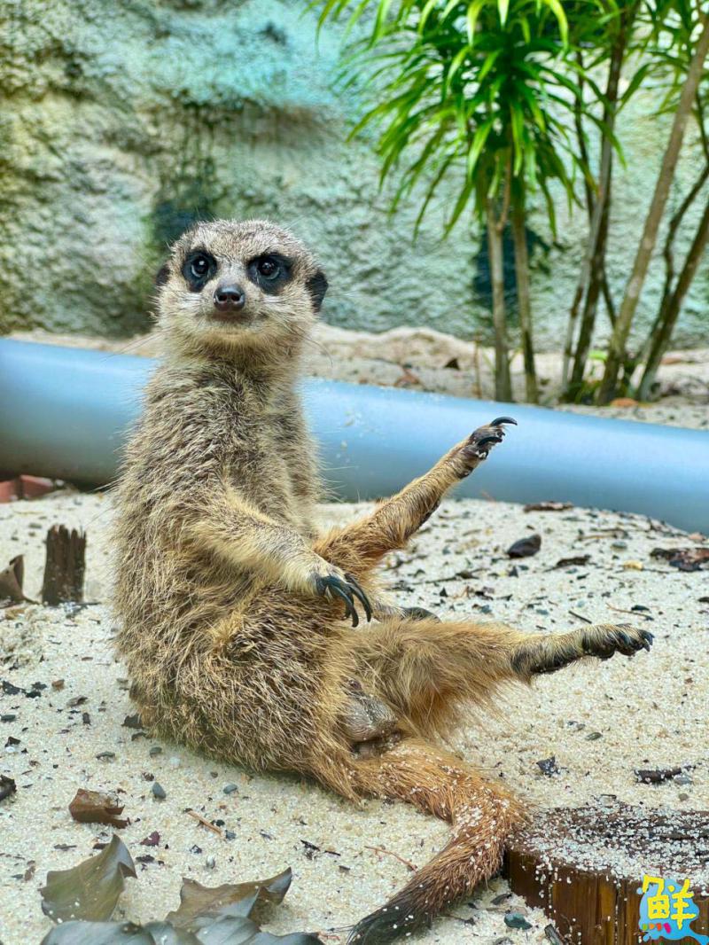 幸運兒是不是你呢?壽山動物園將迎第100萬名遊客 送出日本熊本來回機票