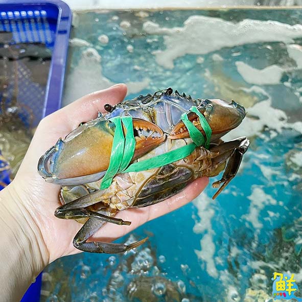 吃貨工廠 Foodie Factory  消費者的漁獲許願池 