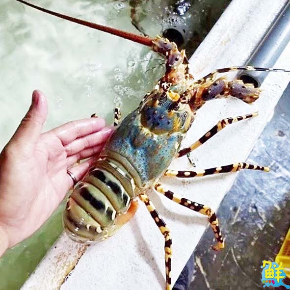 吃貨工廠 Foodie Factory  消費者的漁獲許願池 