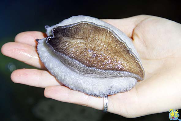 吃貨工廠 Foodie Factory  消費者的漁獲許願池 