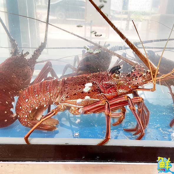 吃貨工廠 Foodie Factory  消費者的漁獲許願池 