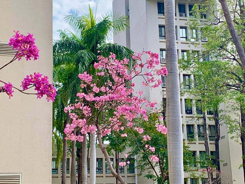 114學年度學測第二天高雄一考區秩序良好 高師大和平校區周邊粉紅風鈴木盛開