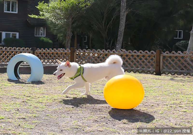 抓緊寵物商機!小墾丁渡假村寵物訂房熱 今夏毛孩出遊新亮點
