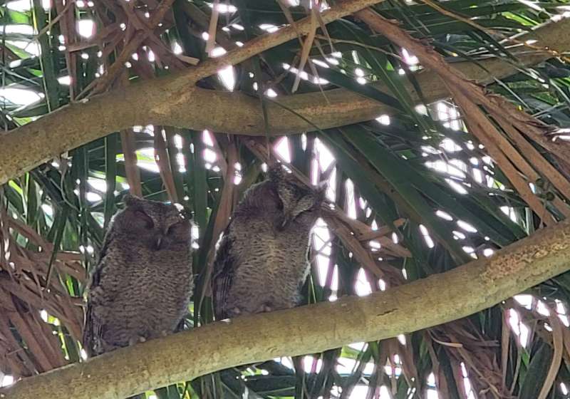 抓緊寵物商機!小墾丁渡假村寵物訂房熱 今夏毛孩出遊新亮點