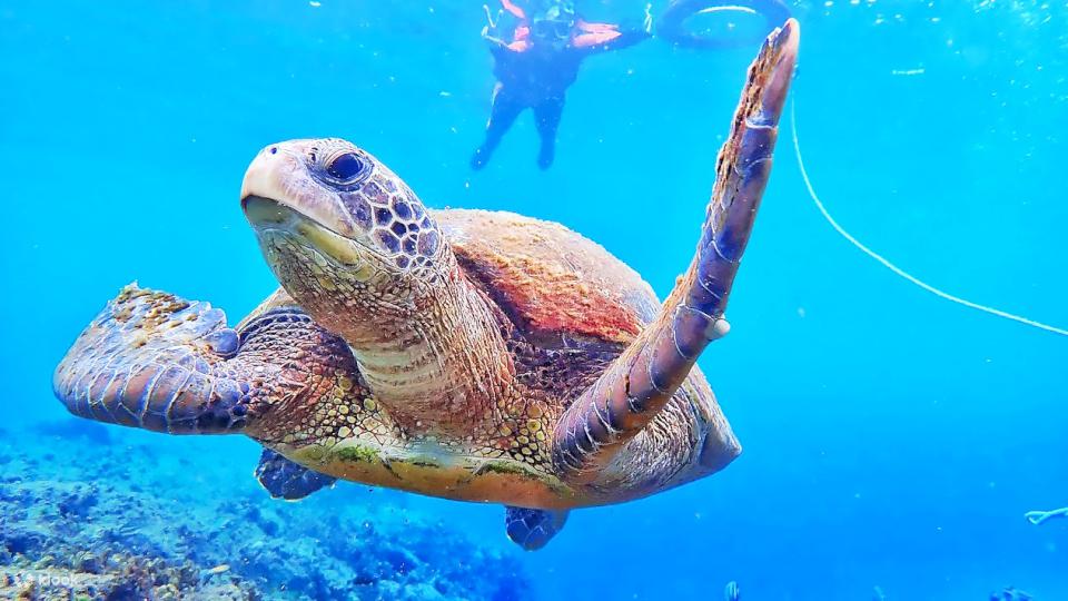 【第305期】台灣海島探訪趣I 春遊小琉球 享受海龜共游感受大自然的奧妙