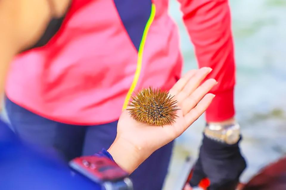 【第305期】台灣海島探訪趣I 春遊小琉球 享受海龜共游感受大自然的奧妙