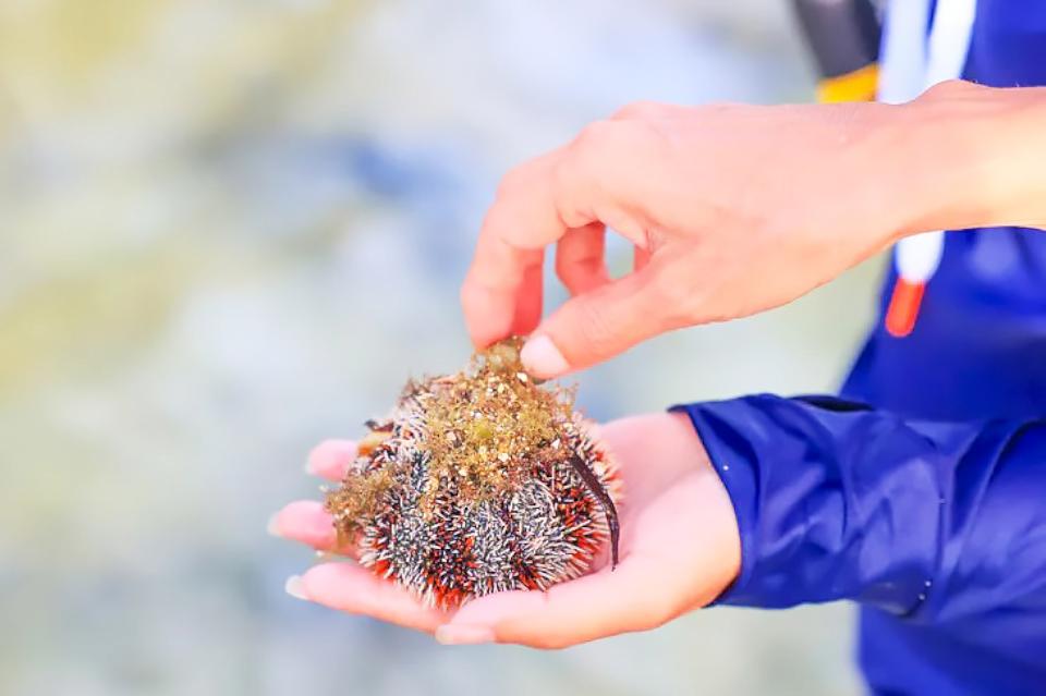 【第305期】台灣海島探訪趣I 春遊小琉球 享受海龜共游感受大自然的奧妙