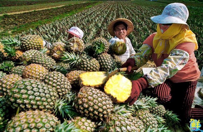 大樹生態採果趣!鐵馬遊揪您吃「最對時」的鳳荔