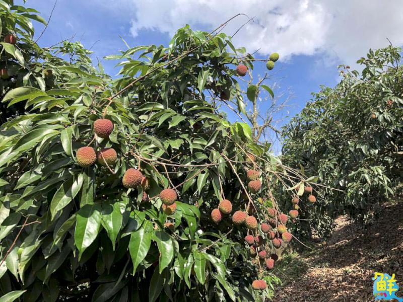 大樹生態採果趣!鐵馬遊揪您吃「最對時」的鳳荔