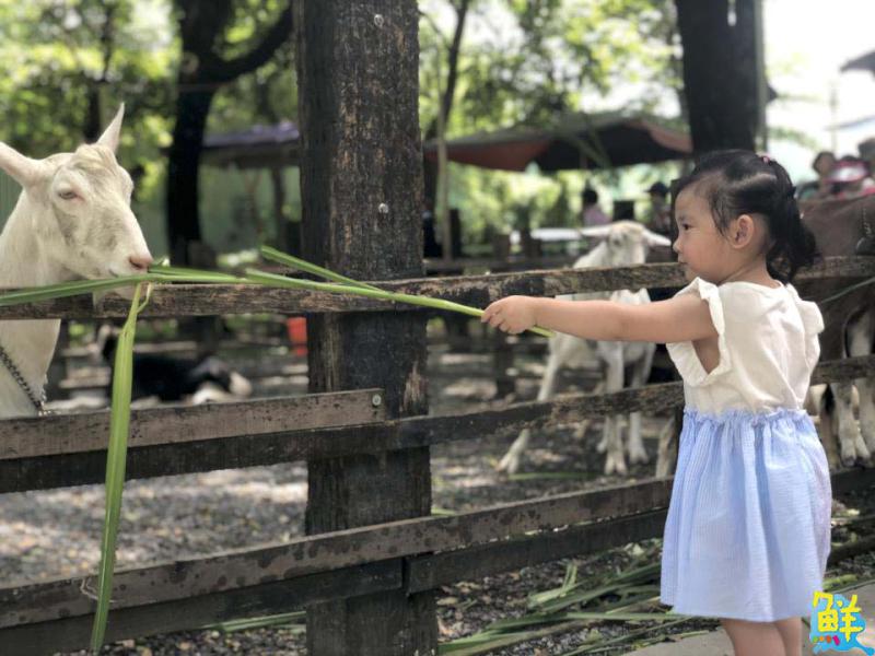 大樹生態採果趣!鐵馬遊揪您吃「最對時」的鳳荔