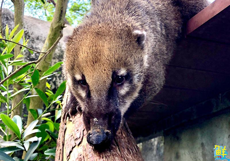 鮮週報 超萌 高雄壽山動物園 浣ㄟ好朋友 長鼻浣熊首次亮相