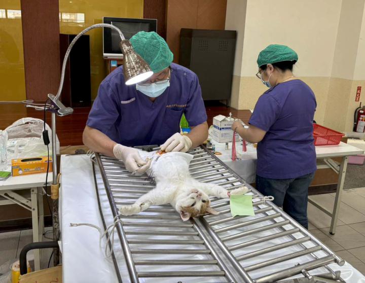 農業局動保處犬貓絕育三合一前進林園區 助487隻狂犬病防疫植入晶片結紮