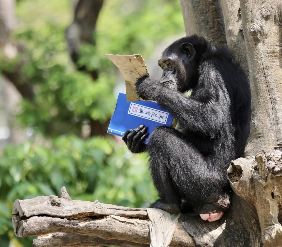 黑猩猩讀書!壽山動物園特製「可食書」讓黑猩猩大展「閱讀」本事