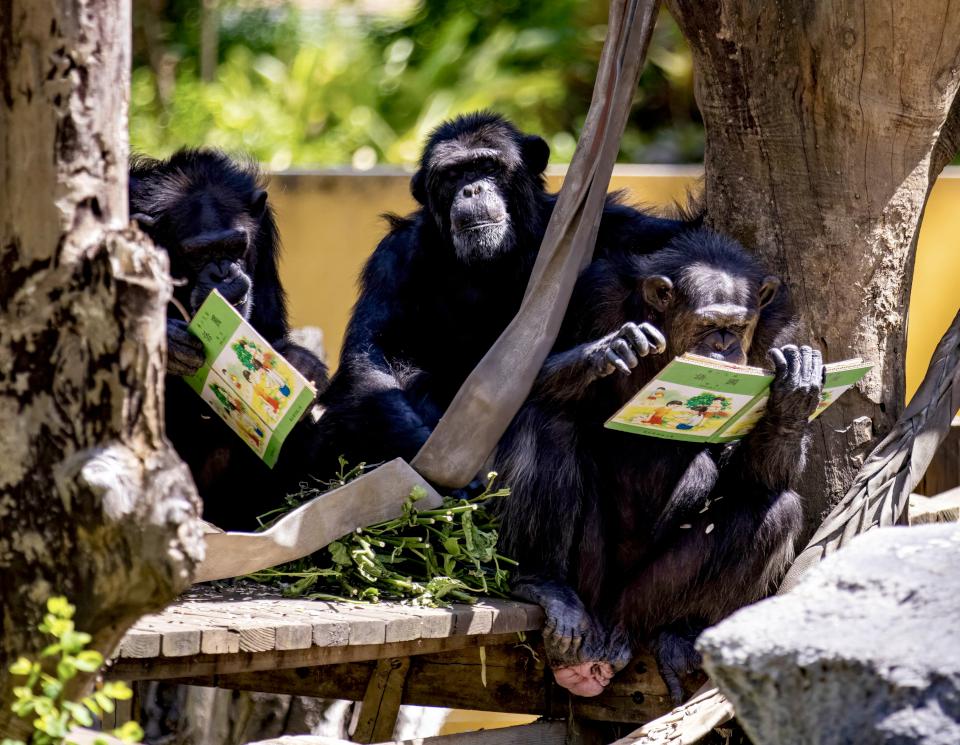 黑猩猩讀書!壽山動物園特製「可食書」讓黑猩猩大展「閱讀」本事