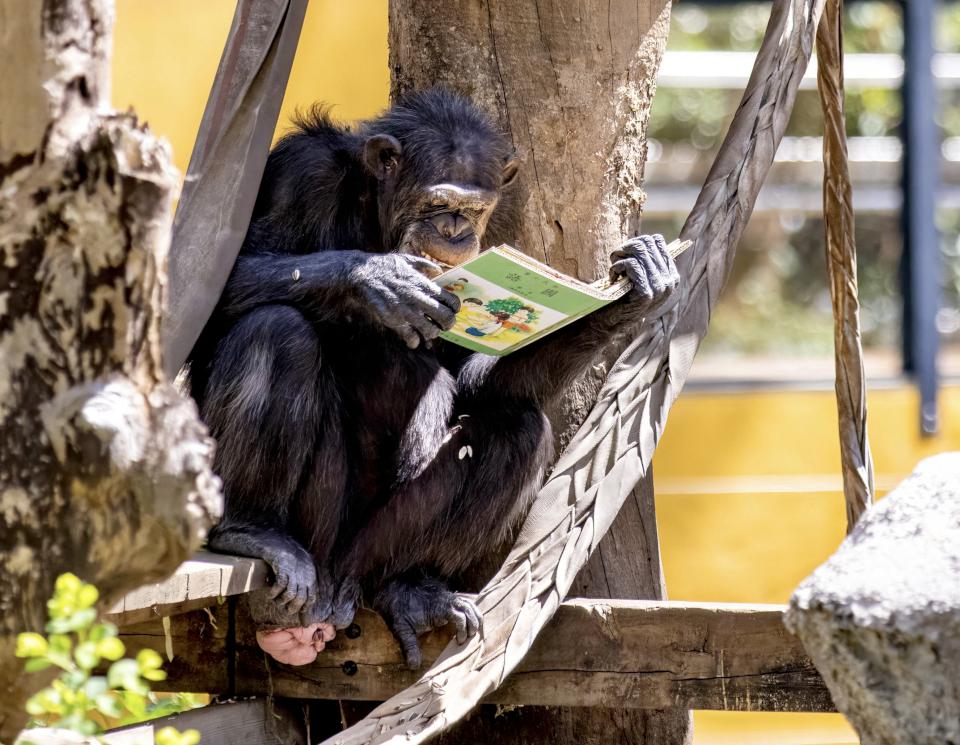 黑猩猩讀書!壽山動物園特製「可食書」讓黑猩猩大展「閱讀」本事