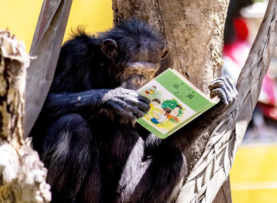 黑猩猩讀書!壽山動物園特製「可食書」讓黑猩猩大展「閱讀」本事