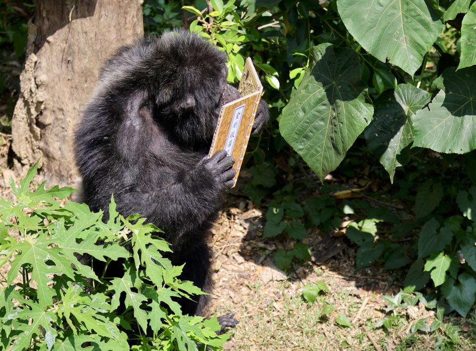 黑猩猩讀書!壽山動物園特製「可食書」讓黑猩猩大展「閱讀」本事