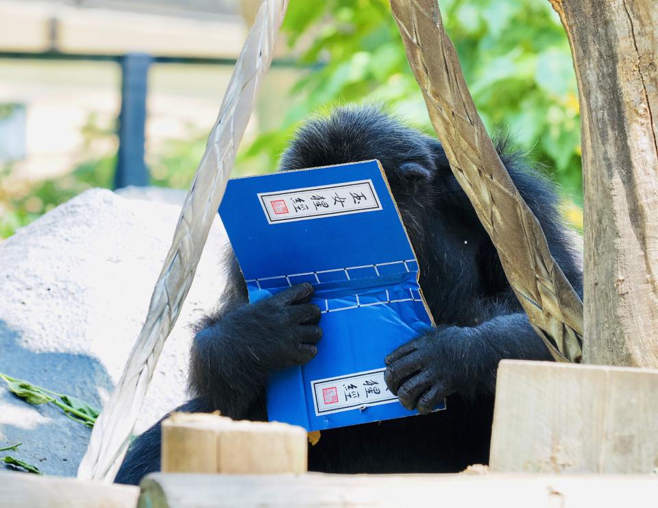 黑猩猩讀書!壽山動物園特製「可食書」讓黑猩猩大展「閱讀」本事