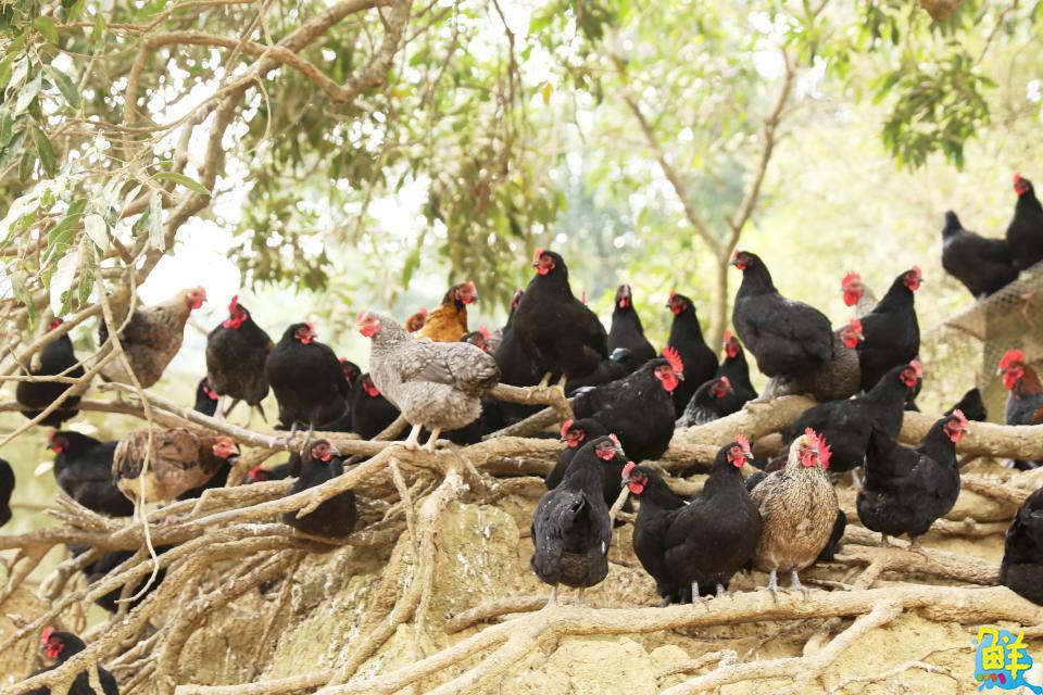 全台唯一 黑錦雞達人 謝耀賢以使命感與堅持打造跑山雞新典範