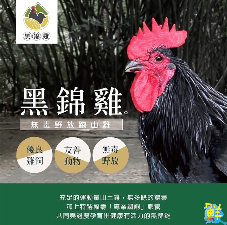 全台唯一 黑錦雞達人 謝耀賢以使命感與堅持打造跑山雞新典範