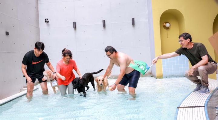 農業局動保處結合好伴空間寵物旅館 推2025年大型犬的游泳盃造勢盛夏活動