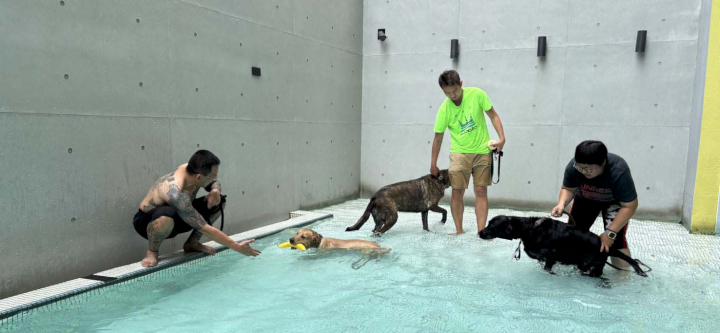 農業局動保處結合好伴空間寵物旅館 推2025年大型犬的游泳盃造勢盛夏活動