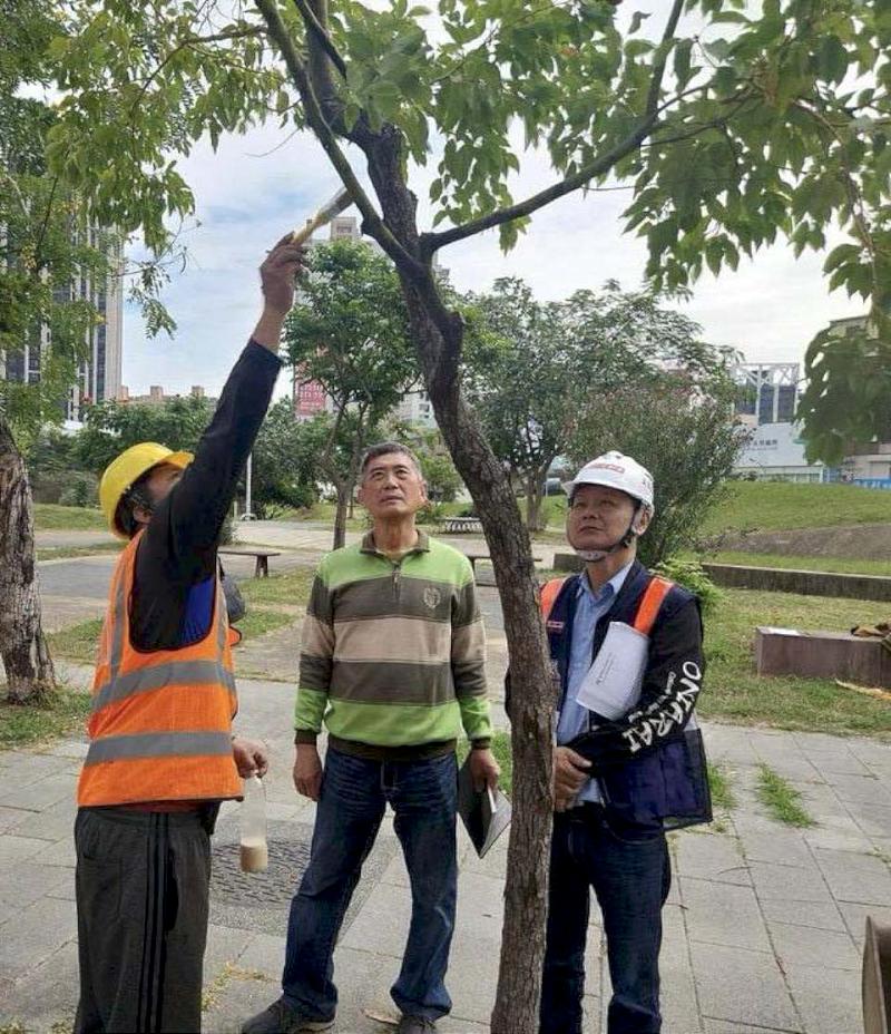高捷黃線依相關規定移植鳳山區澄清路路樹 商請學者專家指導確保安全無虞